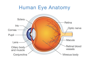 Eye Anatomy – Elman Retina Group