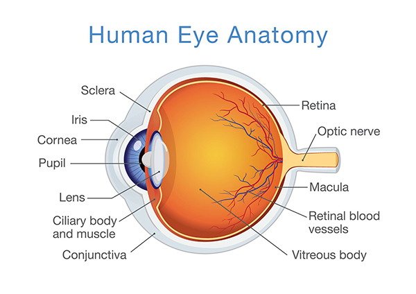 Human Eye Anatomy - Ophthalmologists and Retinal Specialists