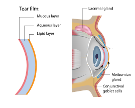 Eye Anatomy – Elman Retina Group