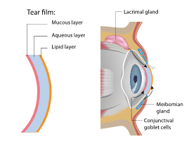 Retina: Anatomy, Function, and Treatment