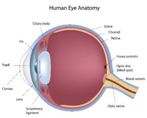 Causes of epiretinal membrane in Pikesville, Glen Burnie, & Rosedale