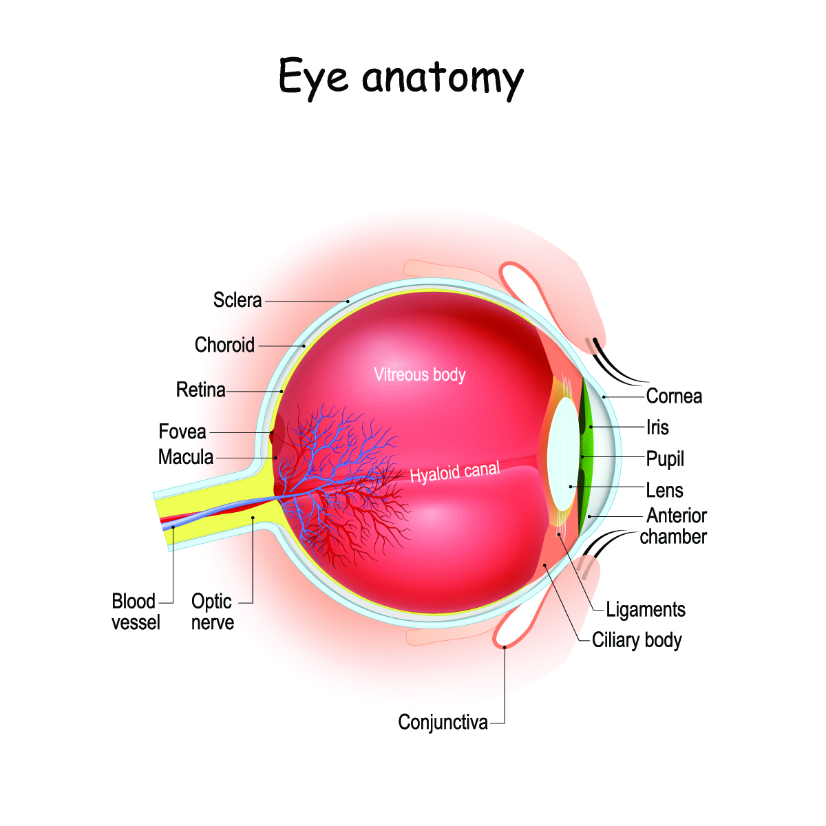 macular edema treatment in SCS Baltimore