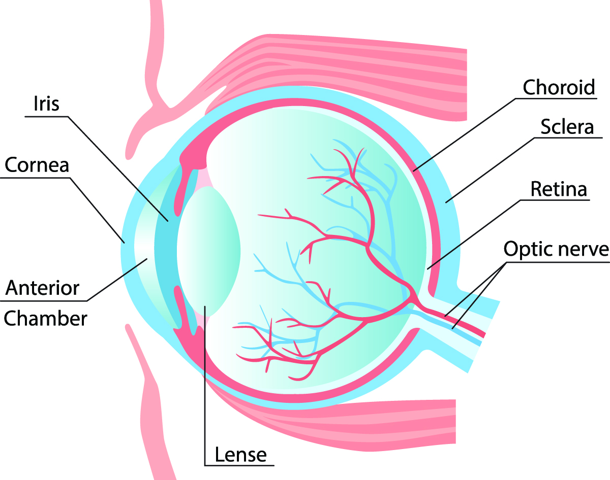 How vision works Pikesville