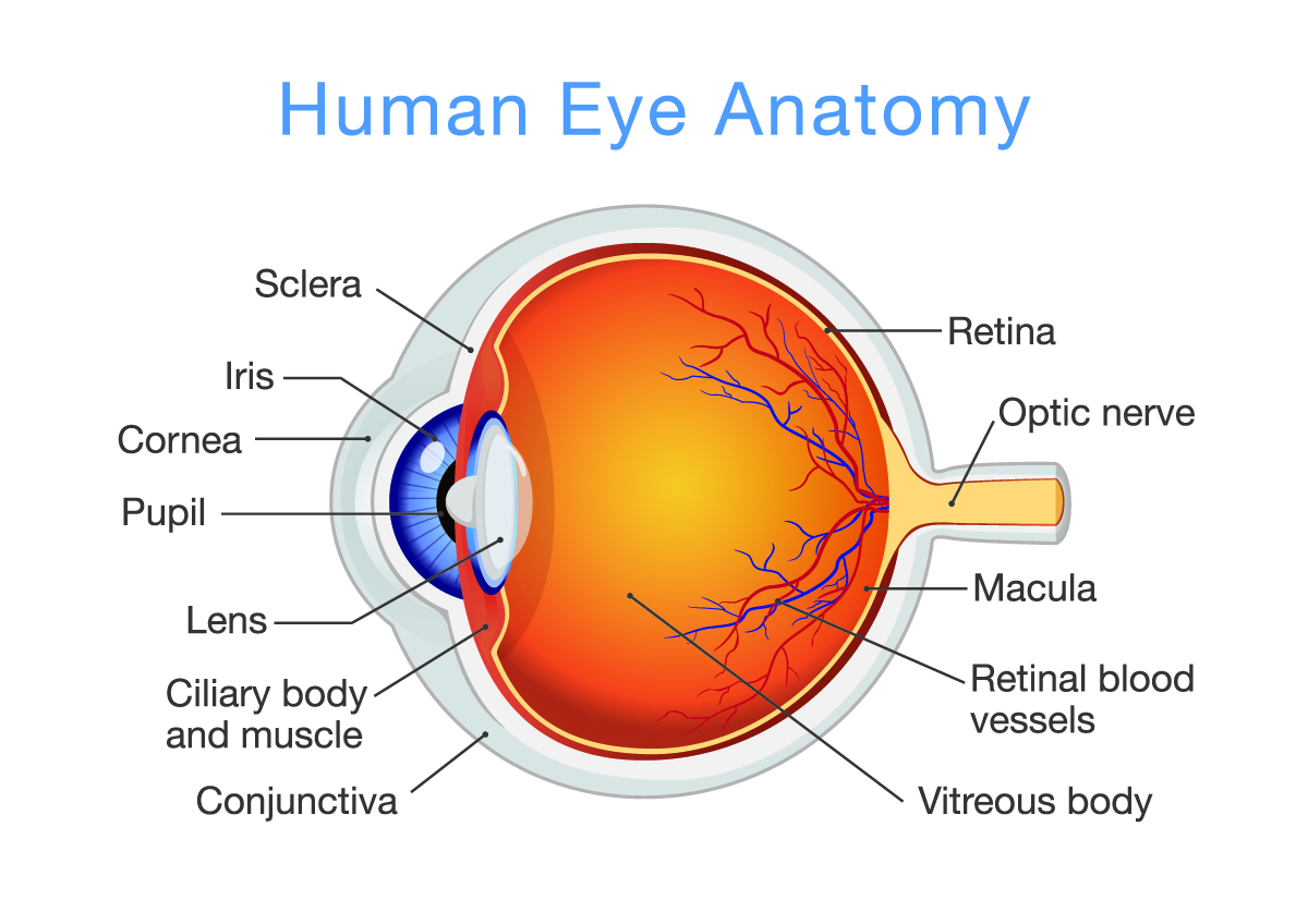 Retinal Specialist Owings Mills/Pikesville, MD